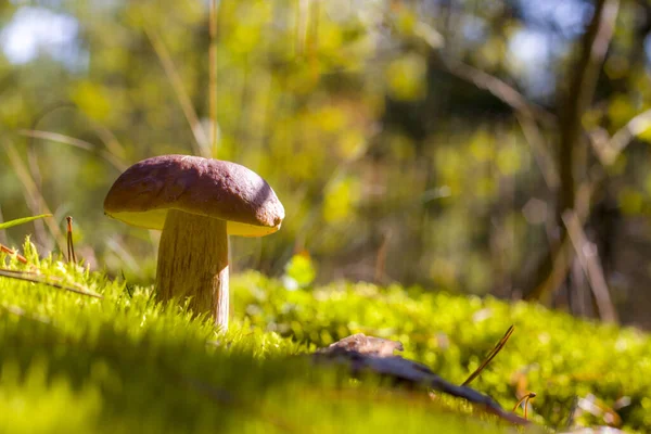 Champiñón Porcini Musgo Del Bosque Soleado Hermosa Naturaleza Temporada Otoño — Foto de Stock