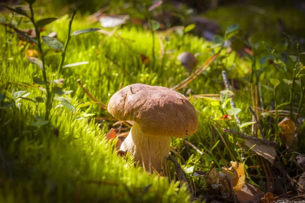 Kleine Steinpilze Moos Schöne Herbstzeit Natur Essbare Pilze Als Rohkost — Stockfoto