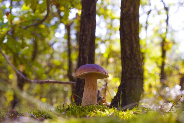 Porcini Mantarı Güneşli Ormanda Yetişir Güzel Sonbahar Mevsimi Doğası Yenilebilir — Stok fotoğraf