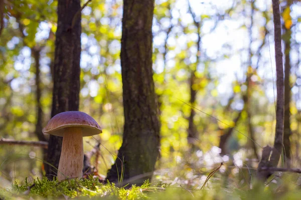 Steinpilze Wachsen Sonnigem Holz Schöne Herbstzeit Natur Essbare Pilze Als — Stockfoto
