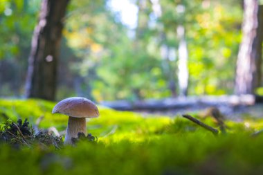 Cep mantarı ormandaki açıklıkta yetişir. Yosun içinde güzel bir sonbahar porcini 'si. Yenilebilir mantarlar çiğ yiyecekler. Vejetaryen doğal yemeği.