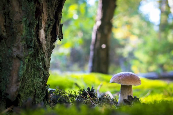 Steinpilze Wachsen Auf Waldlichtungen Schöne Herbstliche Steinpilze Moos Neben Dem — Stockfoto