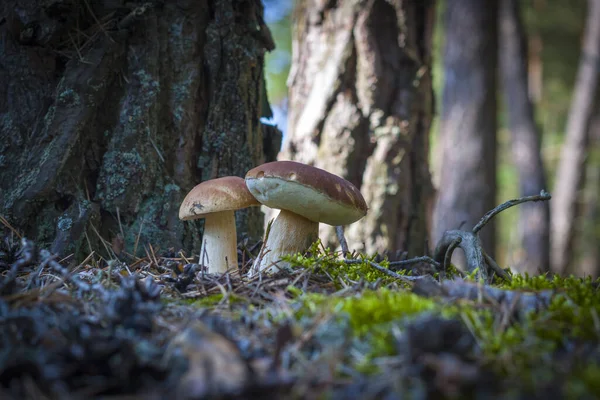 Dos Hongos Cep Crecen Madera Hermosa Temporada Otoño Porcini Bosque — Foto de Stock