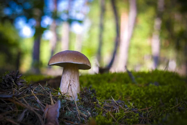Große Pilze Wachsen Auf Waldlichtungen Schöne Herbstliche Steinpilze Moos Essbare — Stockfoto