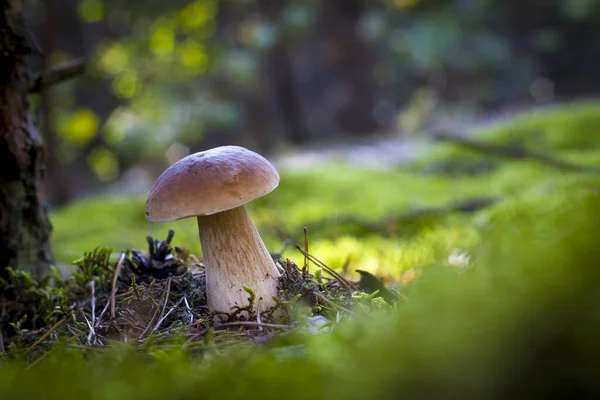 Žampiony Rostou Lesní Mýtině Krásné Podzimní Porcini Mechu Jedlé Houby — Stock fotografie