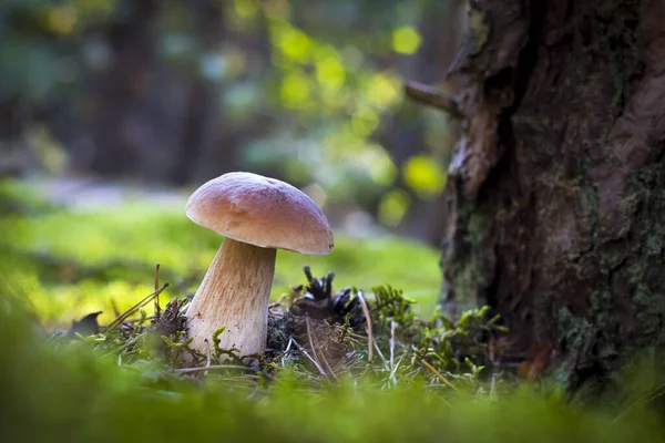 Cep Mushroom Grows Wood Glade Beautiful Autumn Season Porcini Moss — Stock Photo, Image