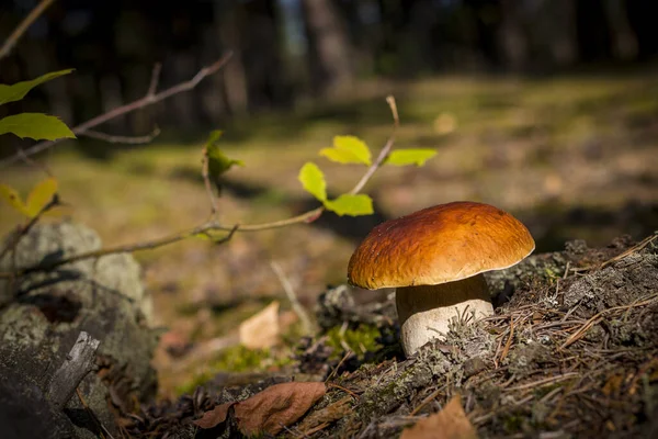 Breiter Steinpilz Wächst Sonnigen Wäldern Schöne Herbstliche Steinpilze Moos Essbare — Stockfoto