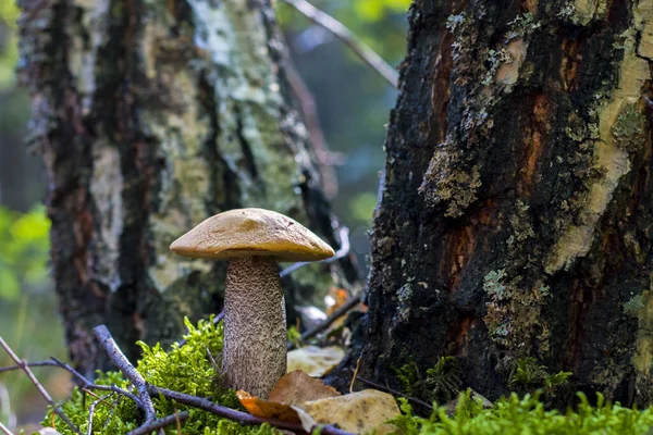 Fungo Boletus Cresce Vicino Betulla Bella Pianta Stagione Autunnale Funghi — Foto Stock