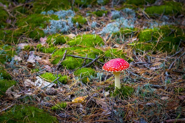 蘑菇红色的苍蝇在苔藓中生长 美丽的季节植物在大自然中生长 — 图库照片
