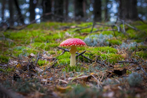 Red Fly Agaric Mushroom Grows Forest Beautiful Season Plant Growing — Stock Photo, Image