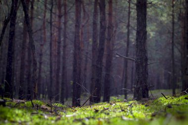 Sonbahar yosunu çam ormanı duvar kağıdı. Güzel mevsim ağacı ve doğada yetişen bitkiler.