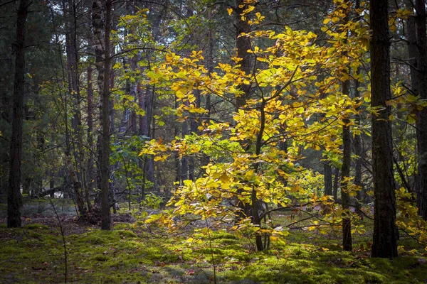 Boom Met Gele Bladeren Groeit Het Bos Mooie Seizoen Houtplanten — Stockfoto