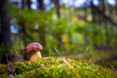 Kraliyet mantarı ormanda yetişir. Yosun içinde güzel bir sonbahar porcini 'si. Yenilebilir mantarlar çiğ yiyecekler. Vejetaryen doğal yemeği.