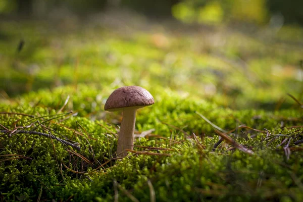 Hongo Boletus Crece Bosque Musgo Hermosa Planta Temporada Otoño Comestible — Foto de Stock