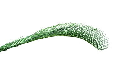 Yaz arka plan üzerinde beyaz izole tropik avuç içi ile