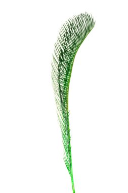 Yaz arka plan üzerinde beyaz izole tropik avuç içi ile