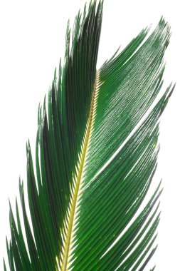 Yaz arka plan üzerinde beyaz izole tropik avuç içi ile