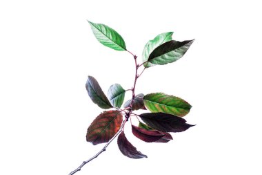 Dalları yeşil yaprakları beyaz izole ile Yaz arka plan. 