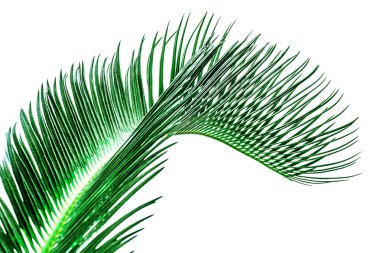 Yaz arka plan üzerinde beyaz izole tropik avuç içi ile