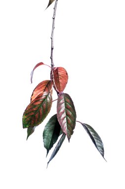 Dalları yeşil yaprakları beyaz izole ile Yaz arka plan. 