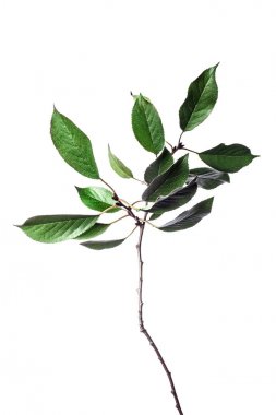 Dalları yeşil yaprakları beyaz izole ile Yaz arka plan. 