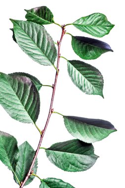 Dalları yeşil yaprakları beyaz izole ile Yaz arka plan. 