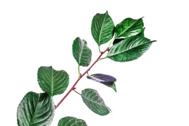 Dalları yeşil yaprakları beyaz izole ile Yaz arka plan. 