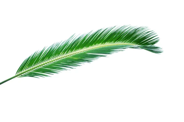 Sfondo estivo con palme tropicali isolate su bianco — Foto Stock