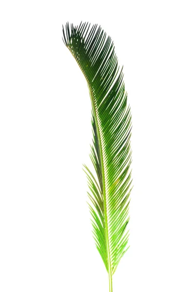 Sommar bakgrund med tropiska palmer isolerad på vit — Stockfoto