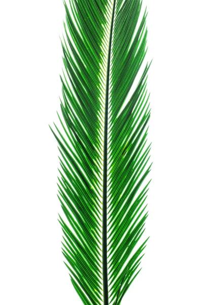 Sfondo estivo con palme tropicali isolate su bianco — Foto Stock