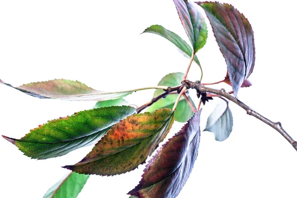 Sommer Hintergrund Mit Zweigen Grüne Blätter Isoliert Auf Weiß Frischer — Stockfoto