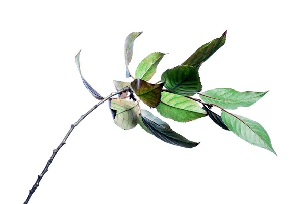 Fondo de verano con ramas hojas verdes aisladas en blanco . —  Fotos de Stock