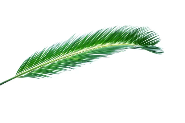 Sommer Hintergrund mit tropischen Palmen isoliert auf weiß — Stockfoto