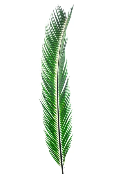 Летний фон с тропическими пальмами, изолированными на белом — стоковое фото