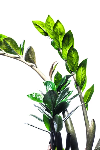 Καλοκαιρινό φόντο με κλαδιά πράσινα φύλλα απομονωμένα σε λευκό. — Φωτογραφία Αρχείου