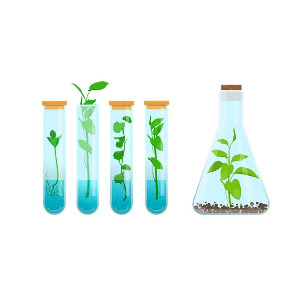 Pflanzen im Reagenzglas — Stockvektor