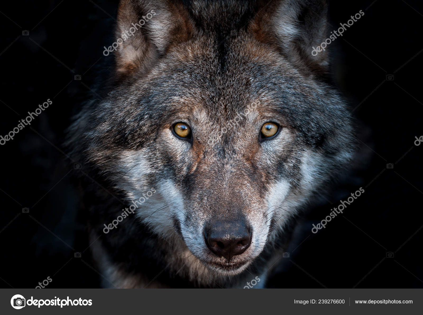 Cara de lobo fotos de stock, imágenes de Cara de lobo sin royalties |  Depositphotos