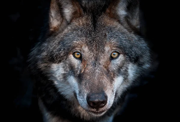 Retrato de cerca de un lobo gris europeo — Foto de Stock