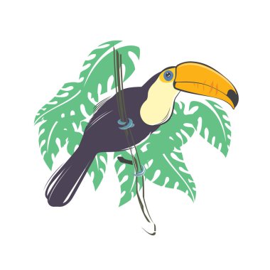 Şube üzerinde oturan toucan kuş