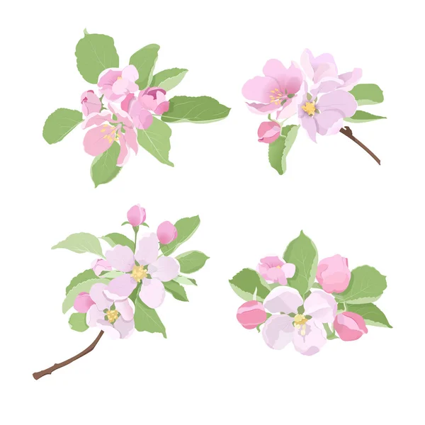 Blossoming apple tree branches with flowers and buds — Stock Vector