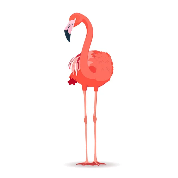 Roze flamingo op witte achtergrond — Stockvector