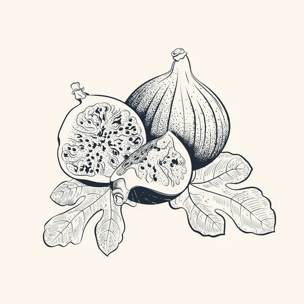Fig. ilustração desenhada à mão de frutas com folhas — Vetor de Stock
