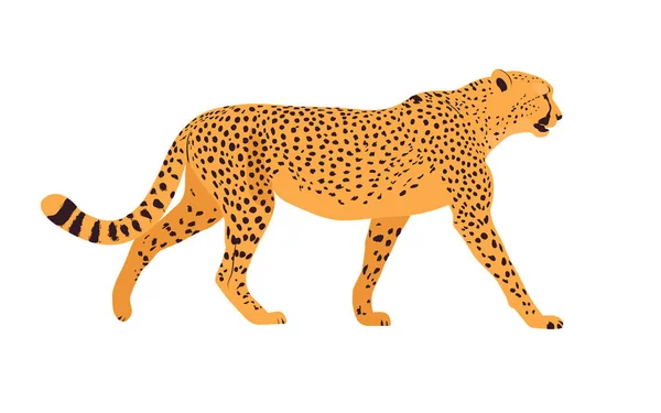 Ilustração Realista Uma Chita Cheetah Frente Fundo Branco Vista Lateral — Vetor de Stock