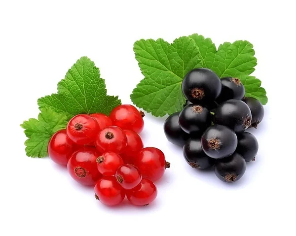 Süße Beeren Von Roten Und Schwarzen Johannisbeeren Auf Weißem Hintergrund — Stockfoto