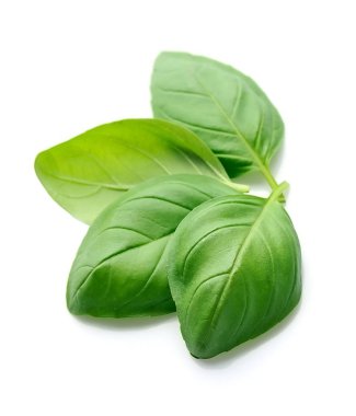 fesleğen izole yaprağı.