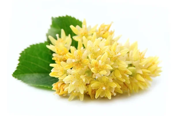 Linden flowers with leaves — Stock Photo, Image