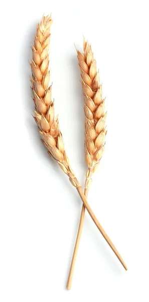 Wheat isolated. — Stock Photo, Image