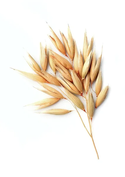 Oat plant. — Stock Photo, Image