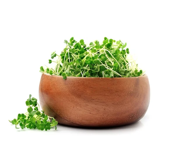 Micro verde arugula . — Fotografie, imagine de stoc