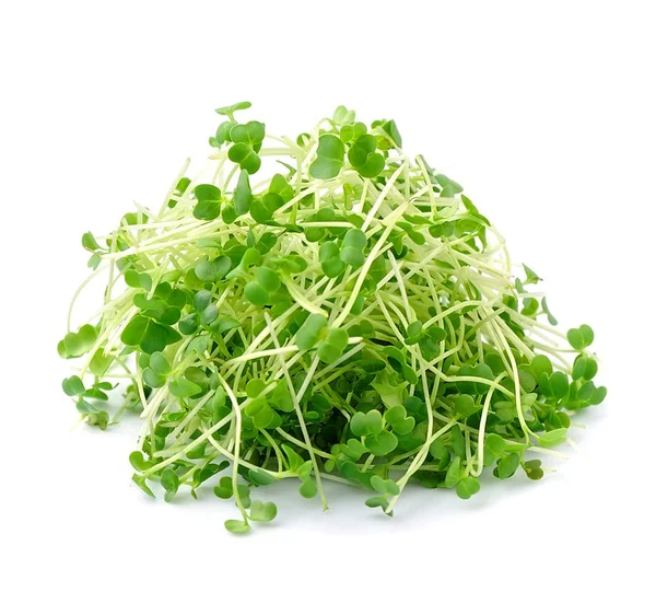 Микро-зеленый салат  . — стоковое фото
